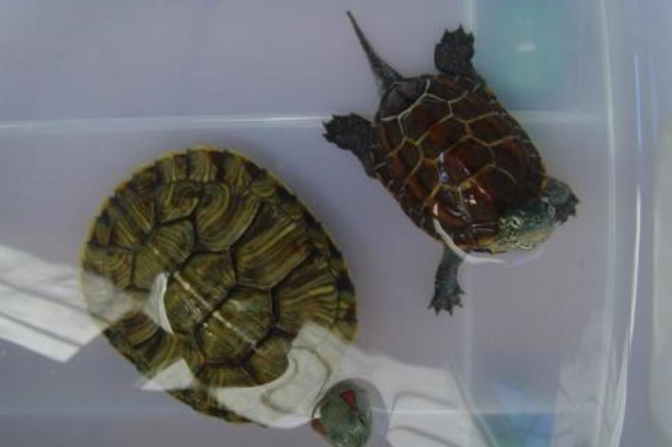 观察日记怎么写四年级500字