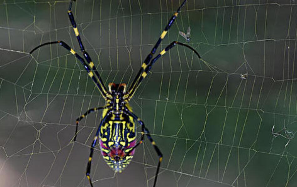 观察日记怎么写四年级500字