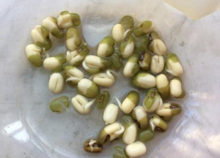 观察绿豆发芽的日记800字