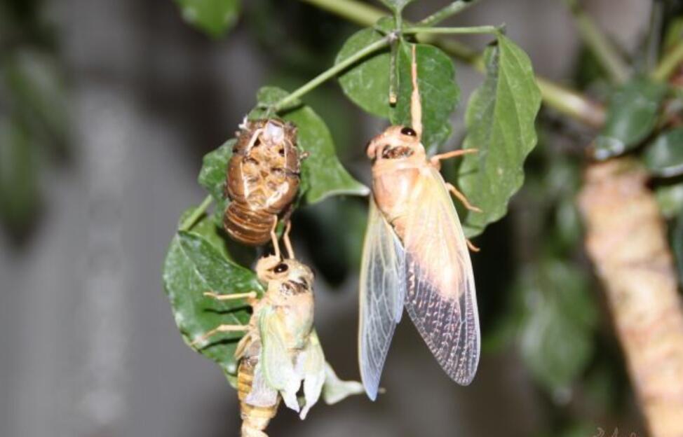 蝉的一生作文800字