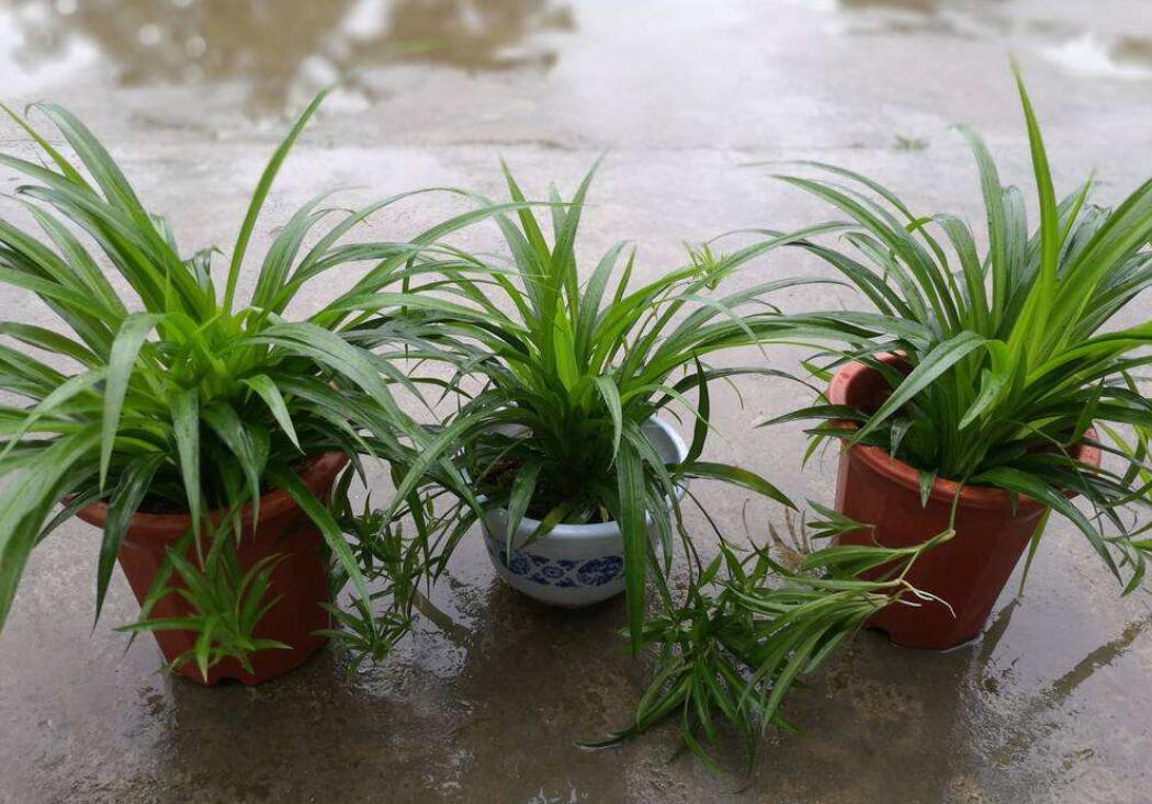 我的心爱之物吊兰600字