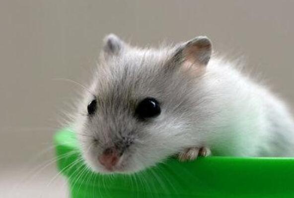 小仓鼠观察日记400字