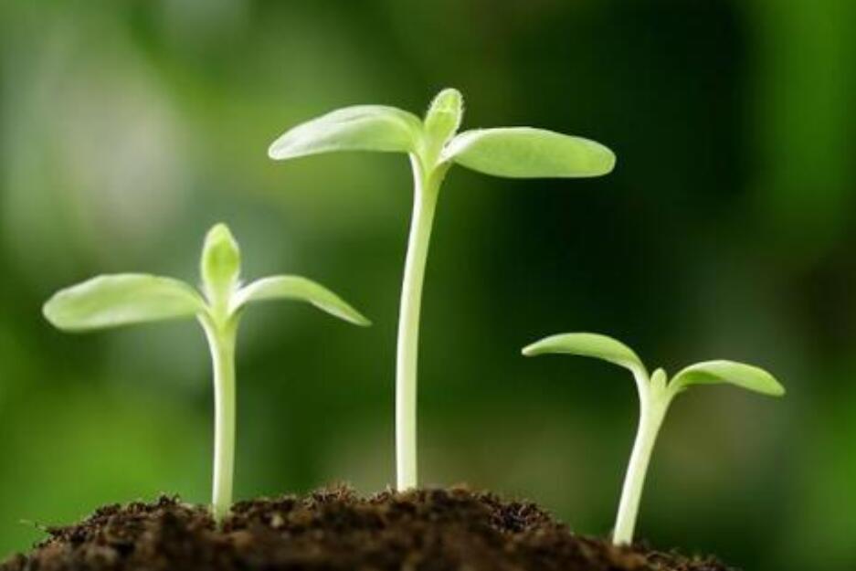 我是一颗小种子作文400字