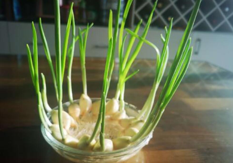 蒜苗成长日记.jpg 蒜苗成长日记.jpg