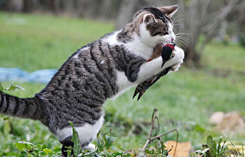 编一个有趣的童话故事作文350字