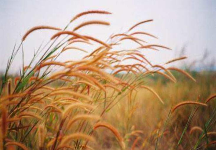 秋天的风作文300字三年级