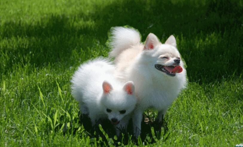 小狗让生活更美好作文600字