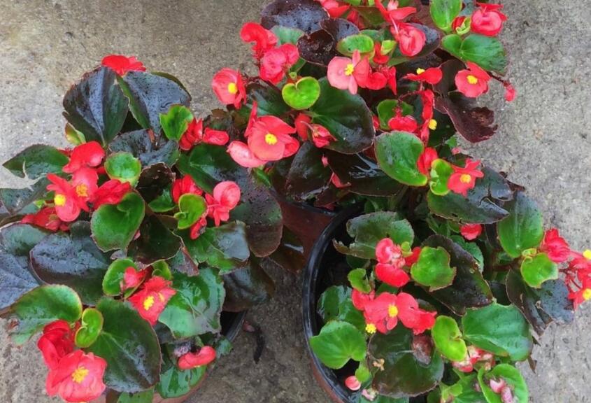 观察日记作文350字四年级写植物