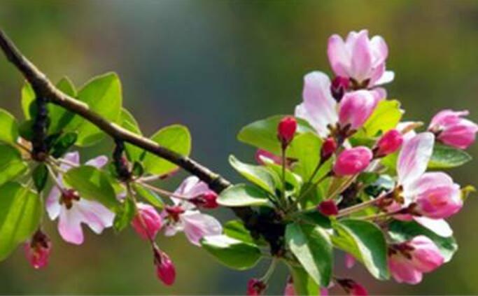 观察日记作文200字植物