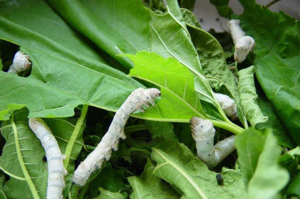 观察日记作文500字