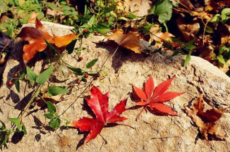 秋天的落叶作文300字