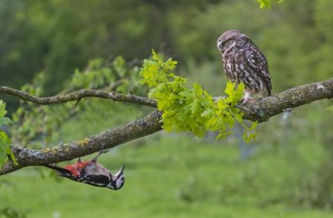 三年级编写一个童话故事300字