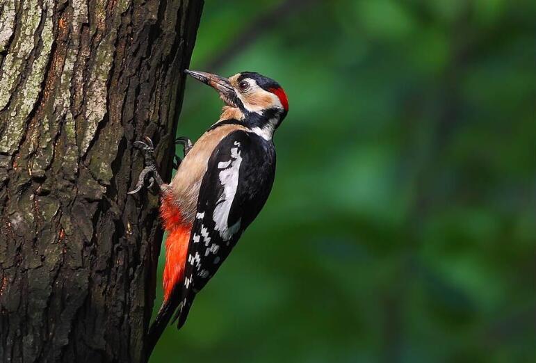 三年级编写一个童话故事350字