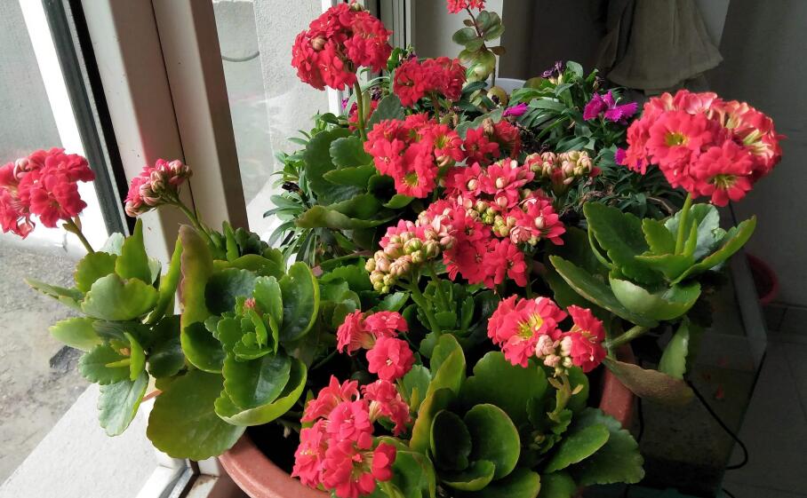 长寿花作文400字