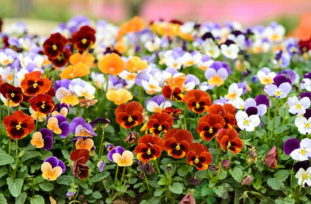 三色堇作文300字