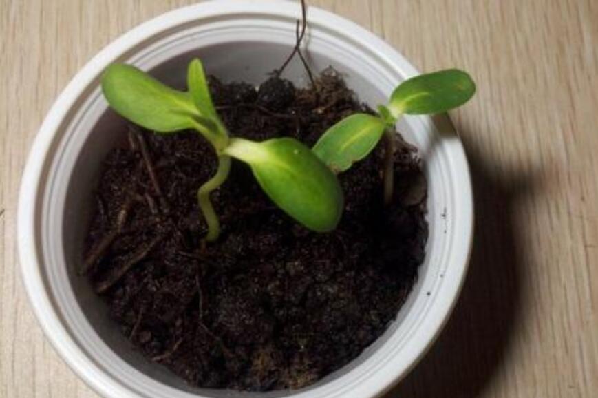 向日葵观察日记作文800字