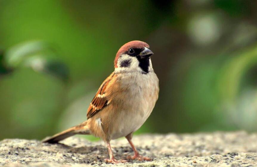 白鹭仿写作文350字