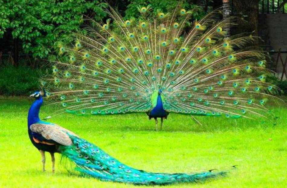 白鹭仿写作文300字