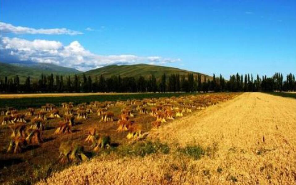 我眼中的秋天作文700字初中