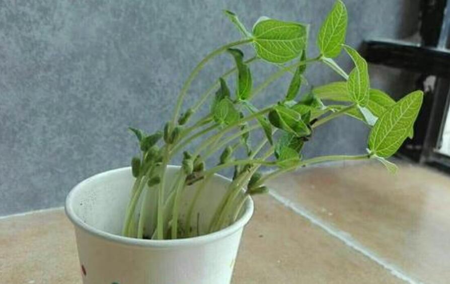 观察日记绿豆芽的生长.jpg 观察日记绿豆芽的生长.jpg