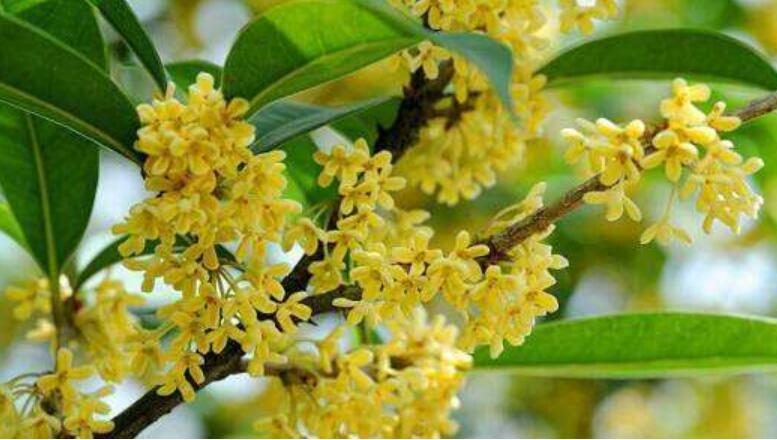 美丽的桂花作文300字三年级