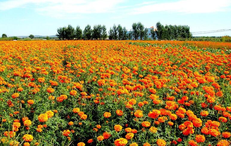 美丽的菊花作文400字