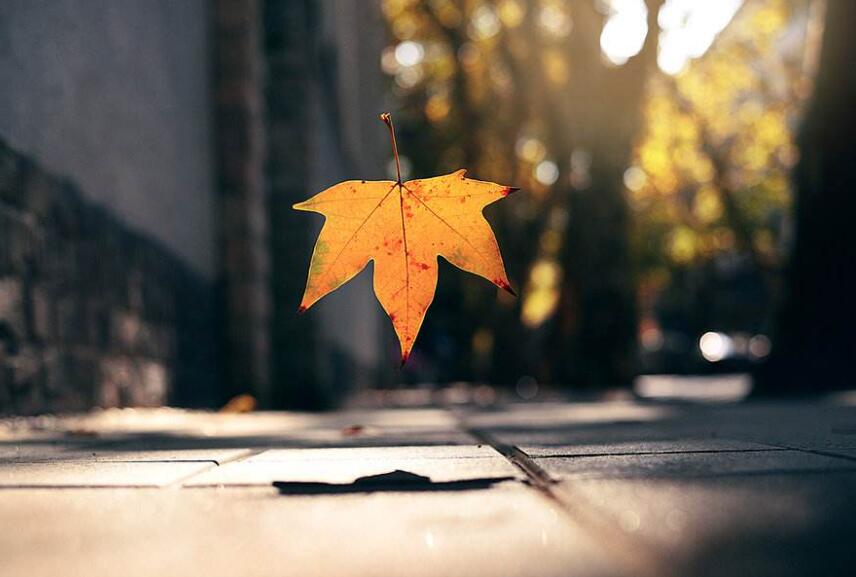 秋天的气味作文600字