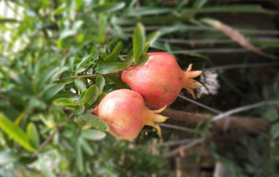 我家的石榴树作文400字