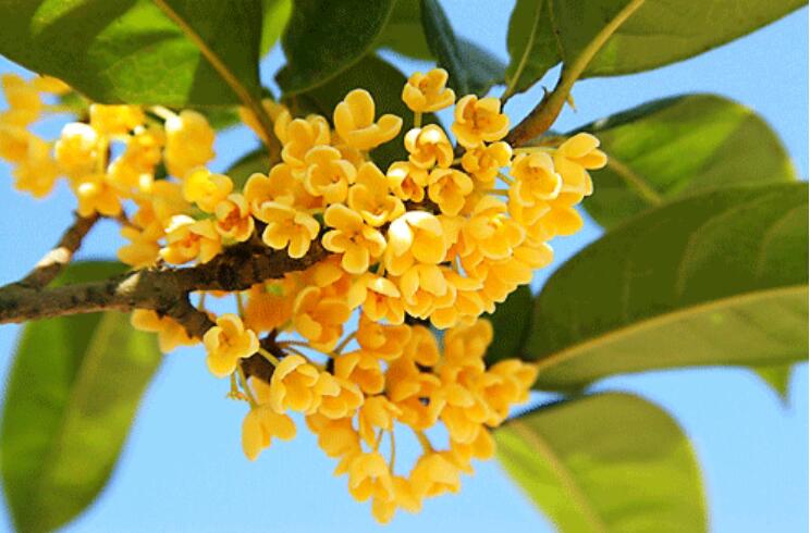 秋天的桂花作文600字初中