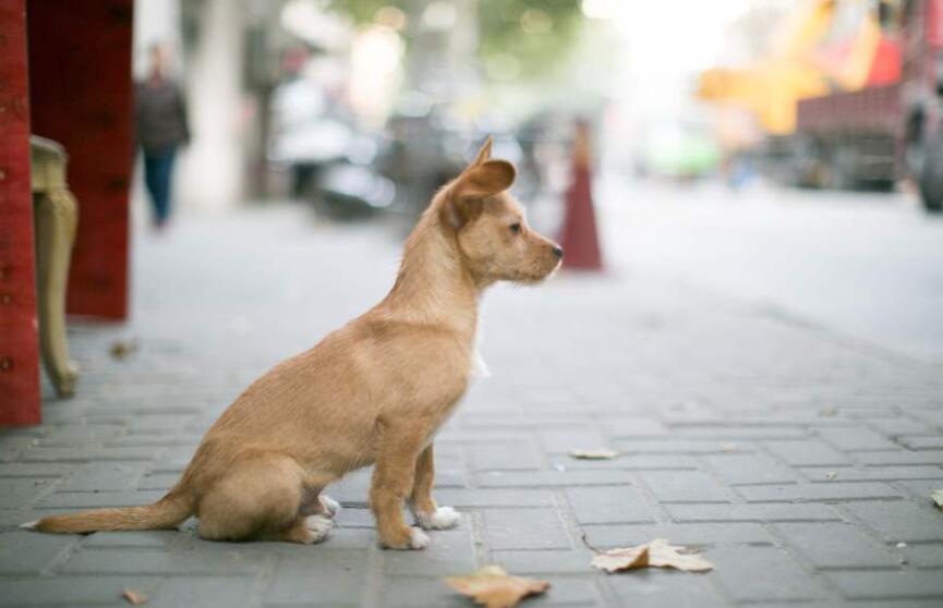 陆天少年与流浪狗作文500字