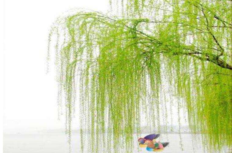 春之美作文400字