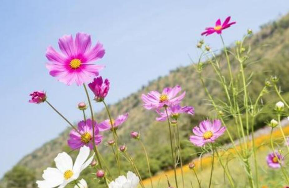 笔尖流出的故事作文800字