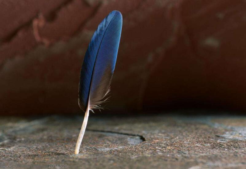 童话故事作文700字_ 一根羽毛