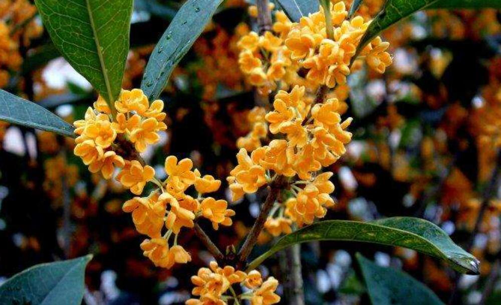 金桂飘香作文400字