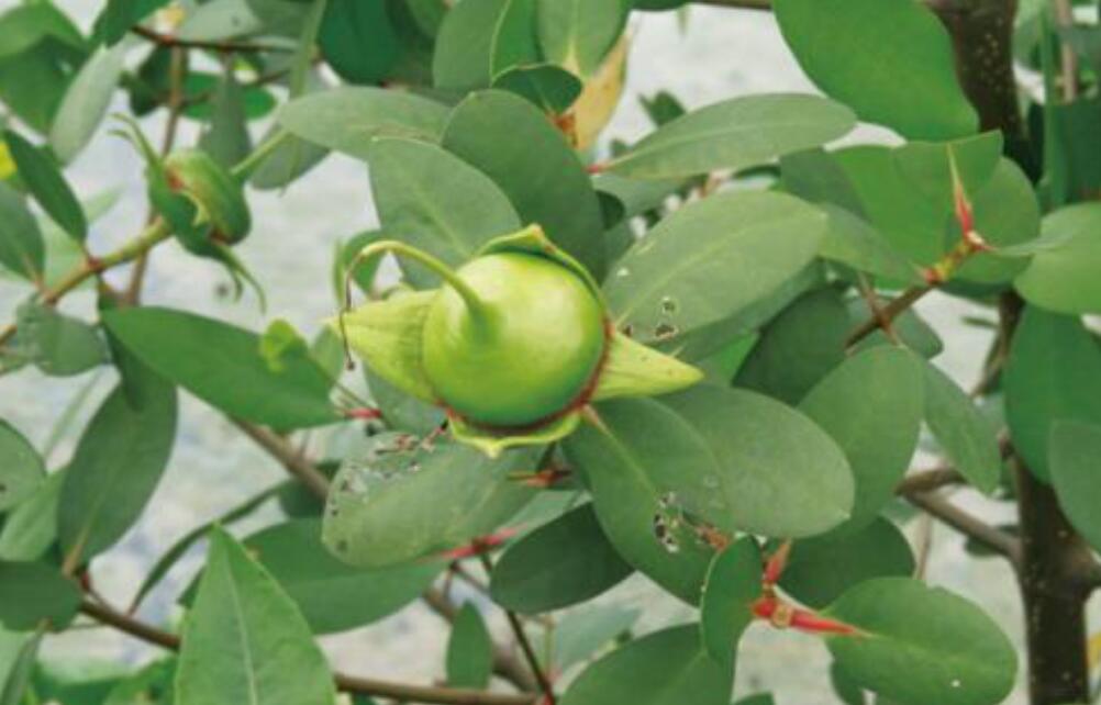 植物的智慧作文700字