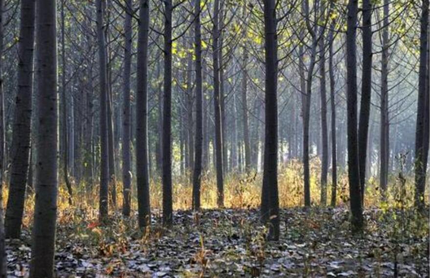 奶奶家门前的小树林作文400字