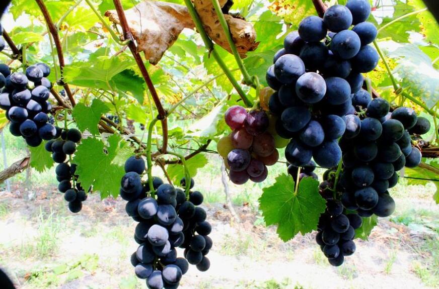 家乡的葡萄作文800字初中