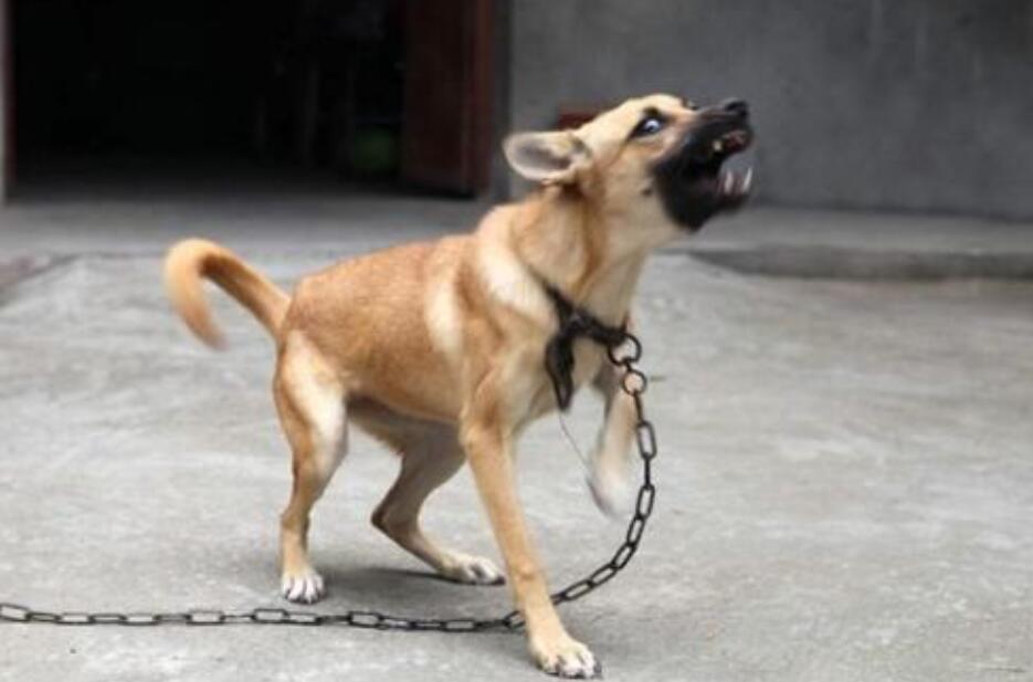 邻居家的狗作文700字