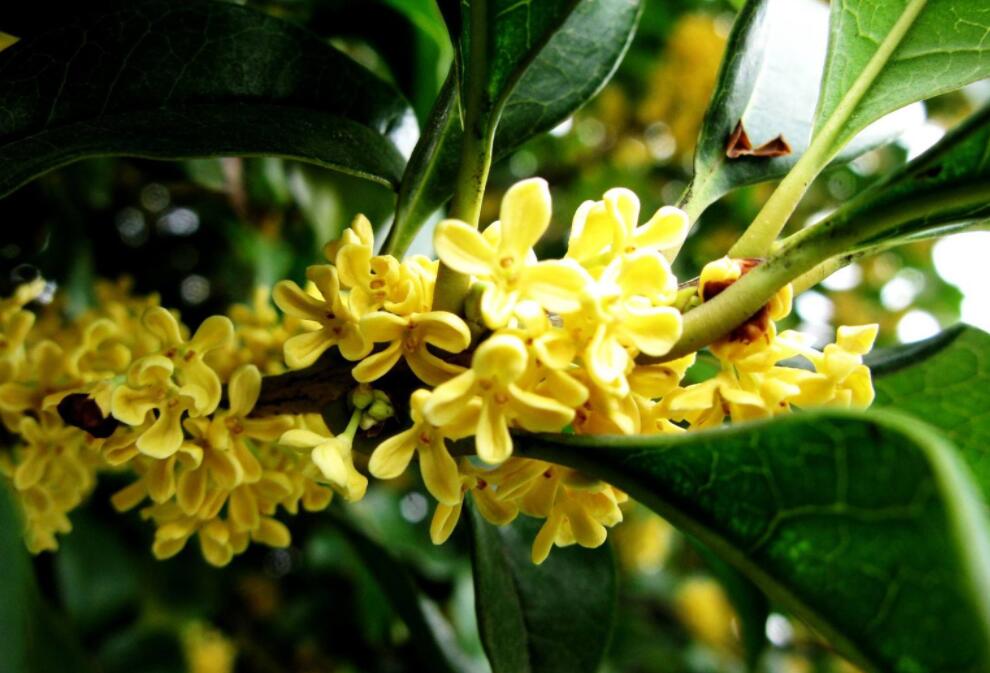 有一种甜作文800字