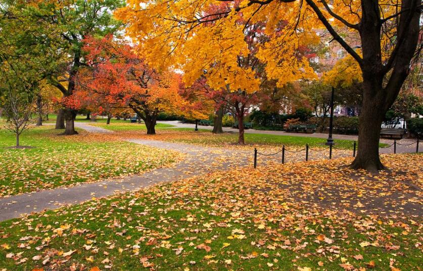 秋天的到来作文300字