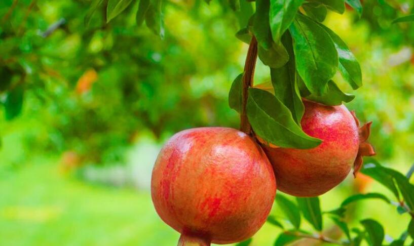 石榴.jpg 石榴.jpg