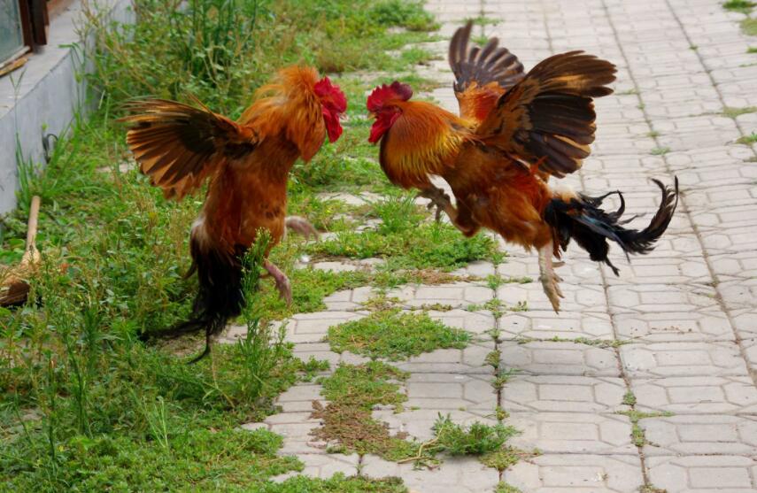 大公鸡.jpg 大公鸡.jpg