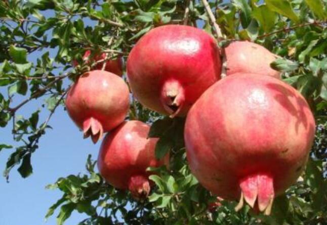 石榴.jpg 石榴.jpg