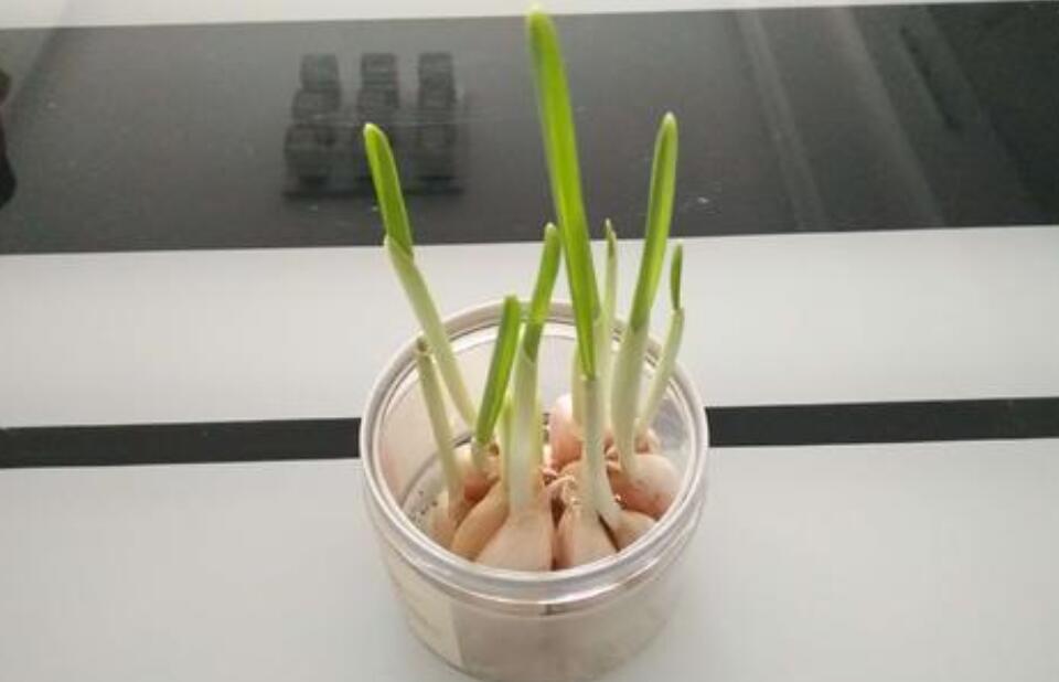 水培大蒜观察.jpg