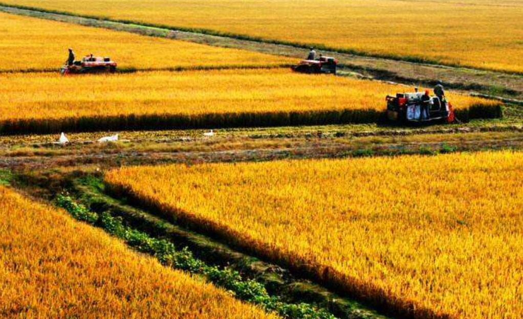 秋天里的收获.jpg 秋天里的收获.jpg