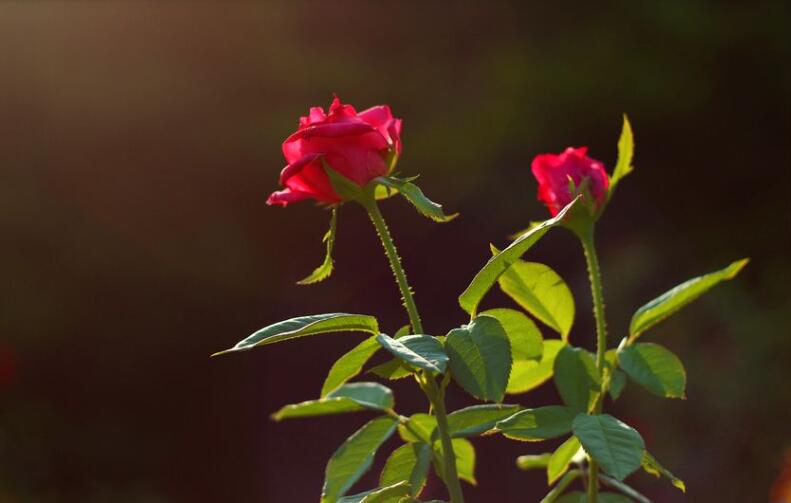 玫瑰花.jpg 玫瑰花.jpg