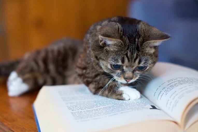 可爱的小猫.jpg 可爱的小猫.jpg