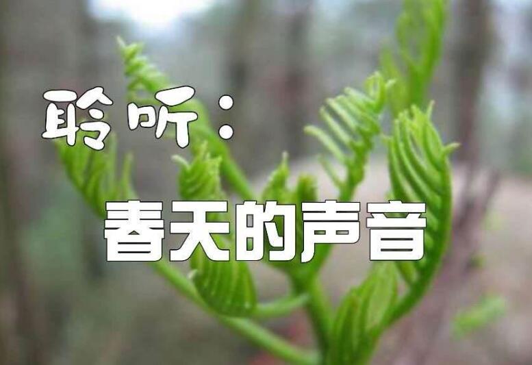 聆听春的声音.jpg