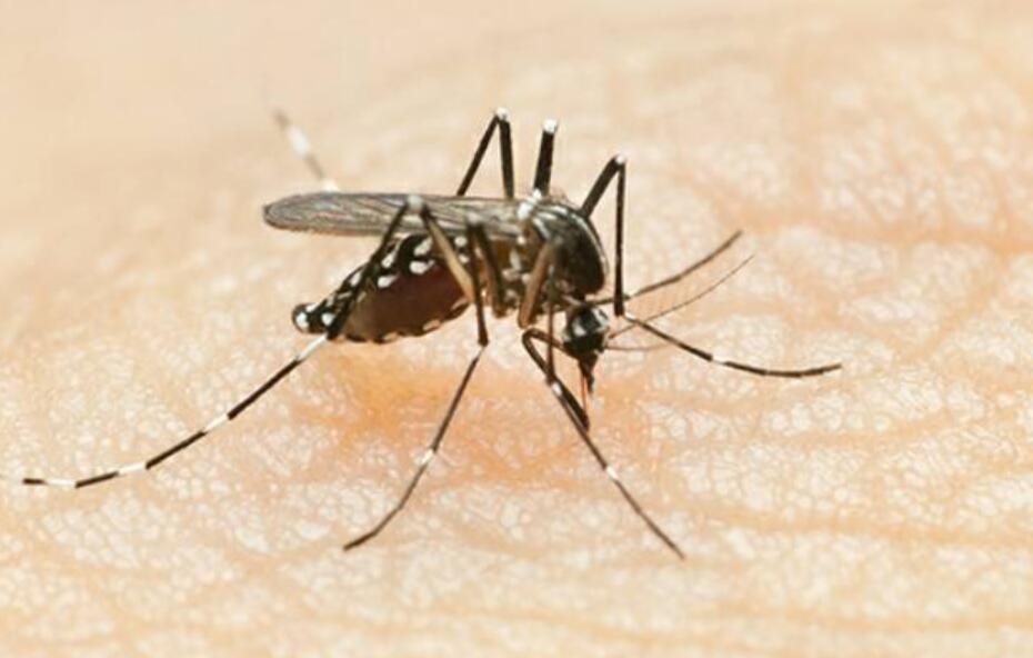 捉蚊趣事作文450字四年级