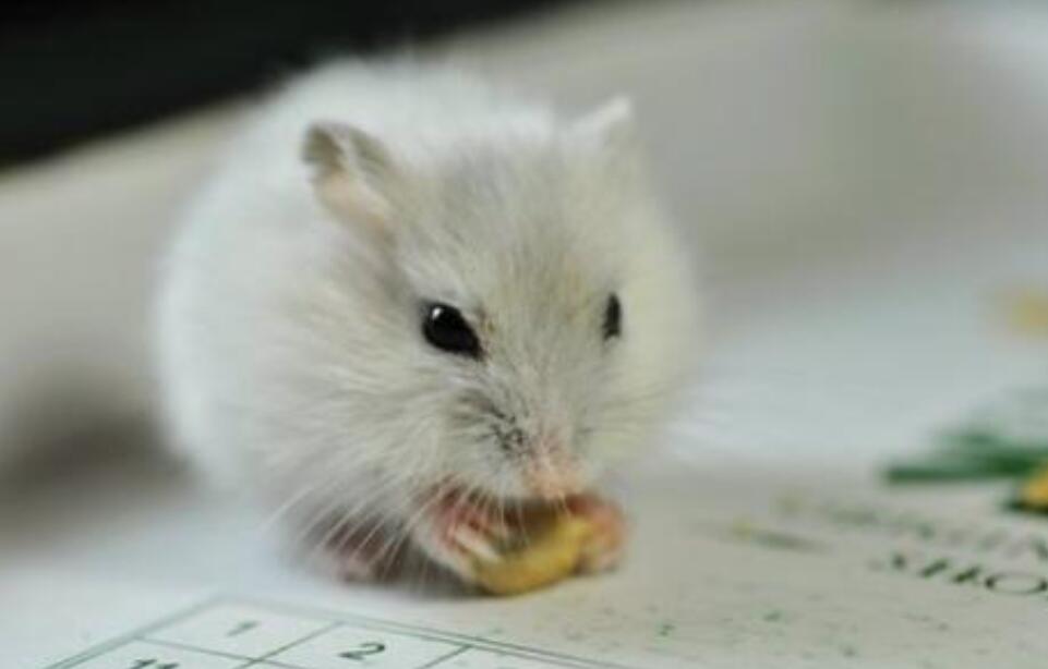 可爱的小仓鼠作文450字五年级